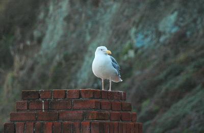 Gull - Fort Point