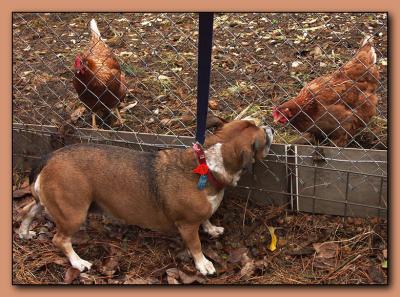 u8/mtf_foto_studies/medium/32812901.P4623mollychickens.jpg