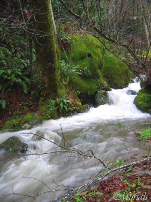 Bees Nest Falls* Flood (12-08-04)