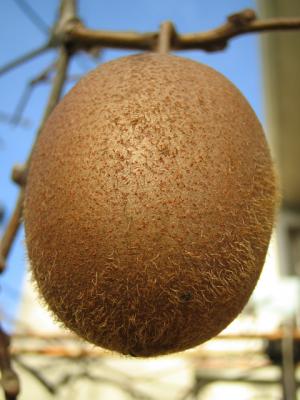 u8/mussetto/medium/37304026.IMG_0642.jpg