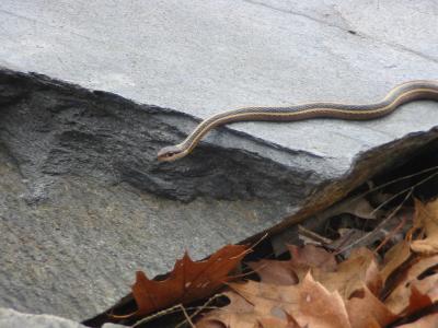 Ribbon Snake