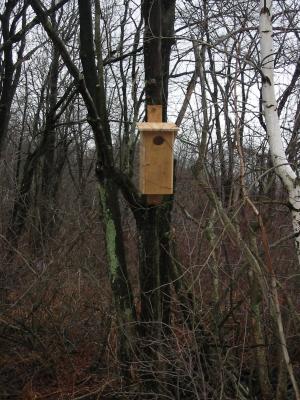 woodduckbox2.JPG