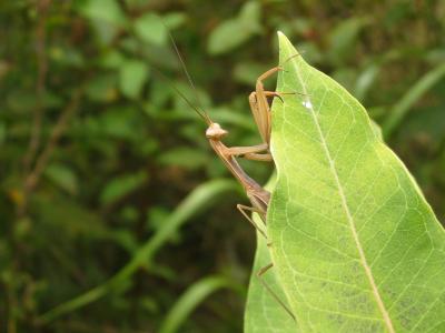 Praying Mantis