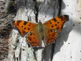 Eastern Comma