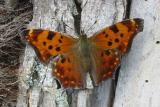 Eastern Comma