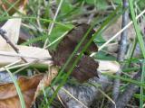 Eastern Comma (side view)
