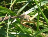 Praying Mantis (eye-to-eye)