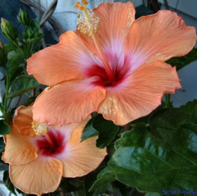 hibiscus