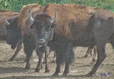 pencil drawing of buffalo