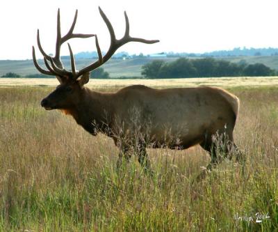 brown elk speaks