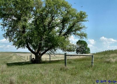 fenceline