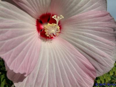 blushing hibiscus