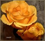 petals of yellow
