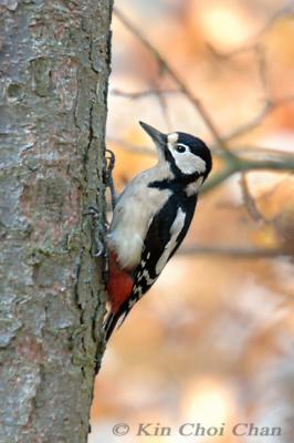 Great spotted woodpecker (female)