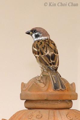 Tree Sparrow