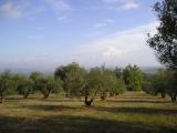 olive trees (Le Thoronet)