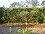 Olivetree planted  oct 2004