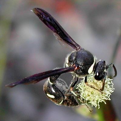 Black and White Wasp