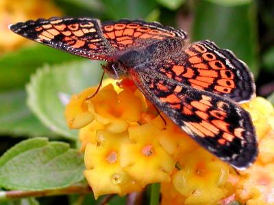 Phaon Crescent
