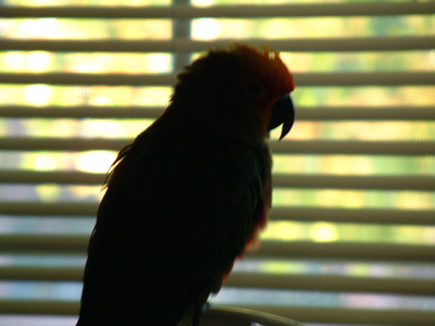 My VERY FIRST PICTURE WITH Pixie... don't touch my birdie