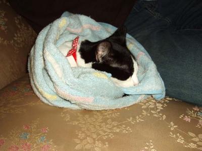 Kitty in a Blanket