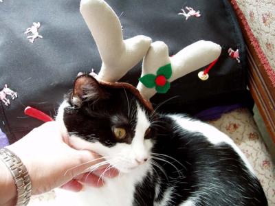 u8/oandreu/medium/37459260.PC130041kittyreindeer.jpg