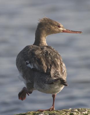 Toppet SkalleSluger female