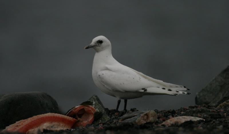 Ivory Gull (Pagophila eburnea)