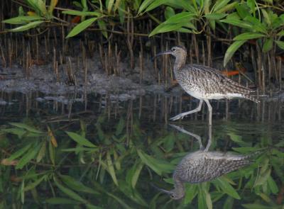 Whimbrel.