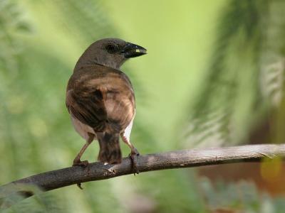 Grey-headed Sparrow.