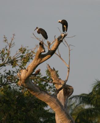 Wolly-necked Stork.