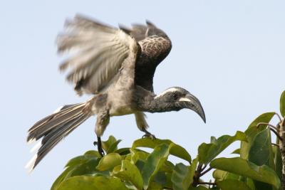 African Grey Hornbill.
