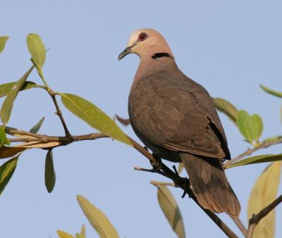 Red-eyed Dove.