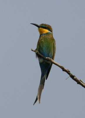 Swallow-tailed Bee-eater.