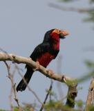 Bearded Barbet.