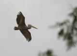 Pink-backed Pelican.