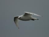 Ivory Gull (Pagophila eburnea)