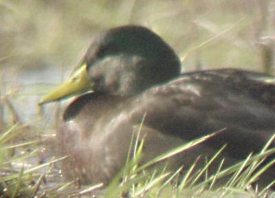 Black Duck - Mallard - hybrid
