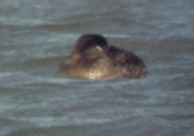 Surf Scoter -12-12-04 TVA Lake