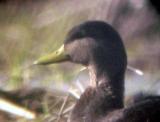 Black Duck - male