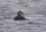 Black Scoter - 12-11-04 Robco Lake