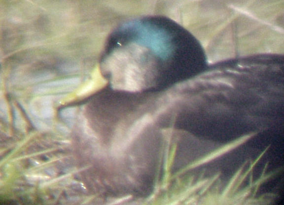 Black Duck Hybrid - head color