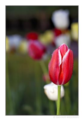 Fresh tulips IV
