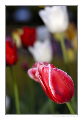 Fresh tulips VI