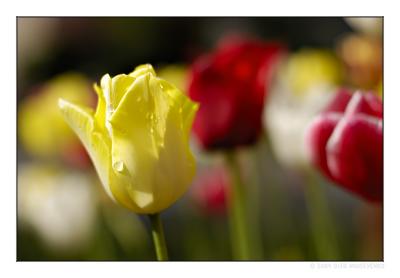 Fresh tulips V