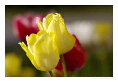 Fresh tulips VII