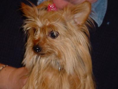 Willow the Yorkie  at the Wickenburg rod run