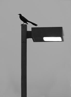 12 08 04 bird silhouette, olyuz.jpg