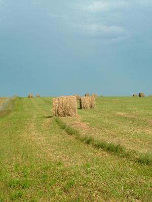 u8/patcarter/medium/32768012.haybales2.jpg