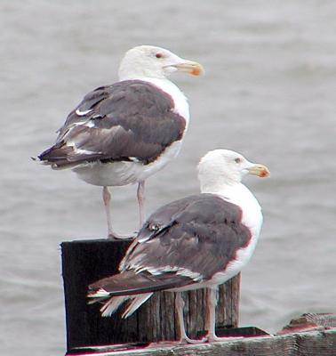 Greater Black-backed Gulls, Port Mahon